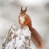 Red squirrel (Sciurus vulgaris) on pine stump in snow, Scotland, December